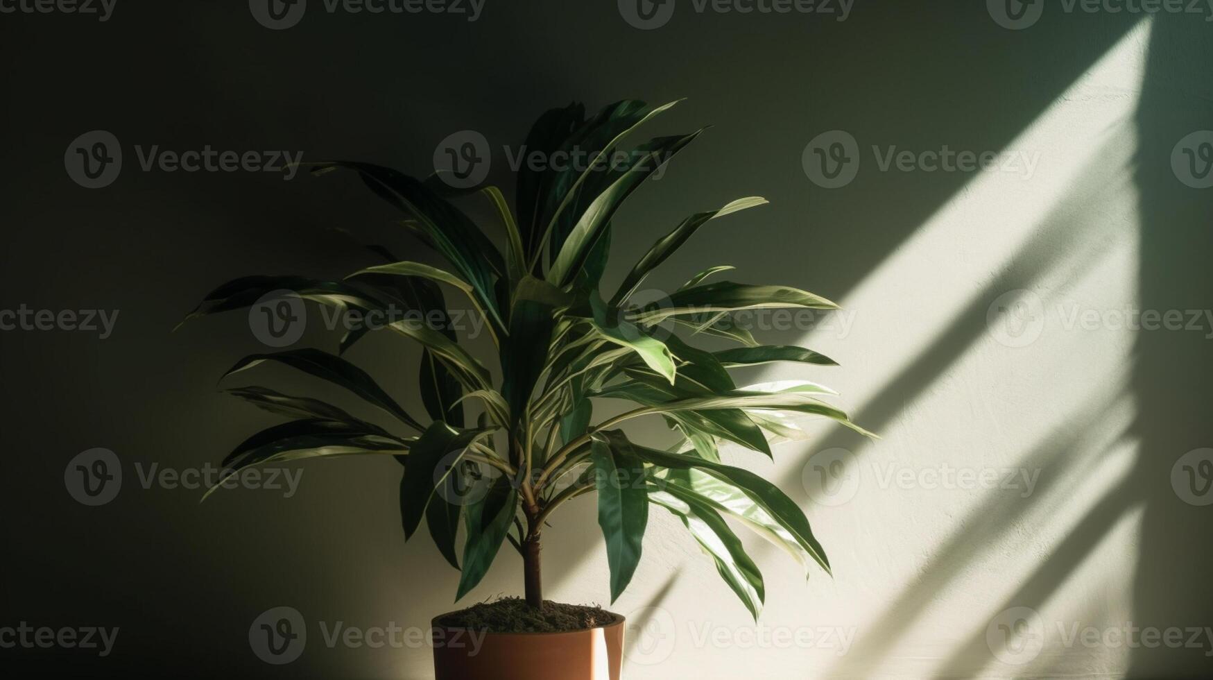 vuoto moderno sfondo con verde dracaena albero nel luce del sole, foglia ombra su parete. ai generativo foto