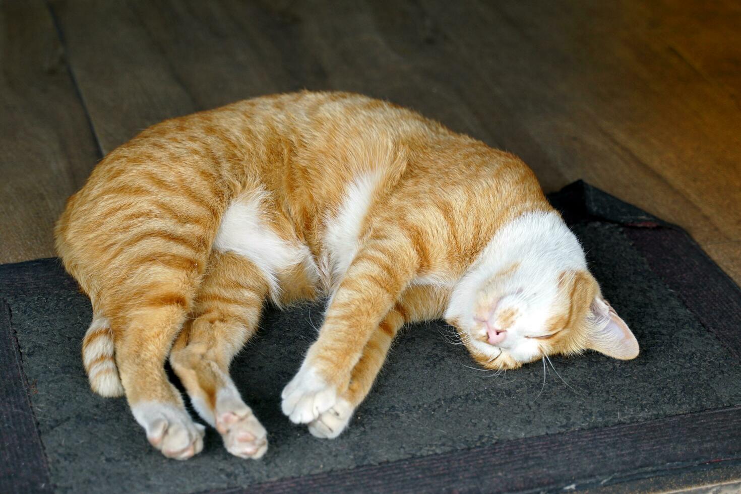 carino Marrone e bianca gatto arricciato su addormentato su il tappeto. gatti siamo popolare animali domestici nel ogni era e ovunque nel il mondo. morbido e selettivo messa a fuoco. foto