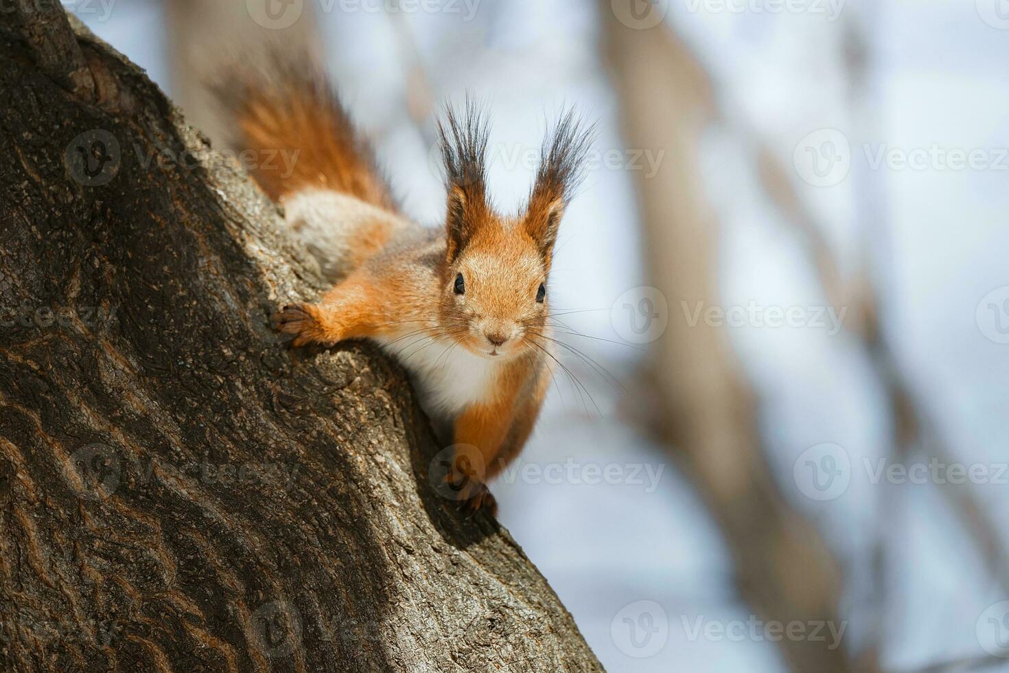 carino giovane scoiattolo su albero con tenuto su zampa contro sfocato inverno foresta nel sfondo. foto