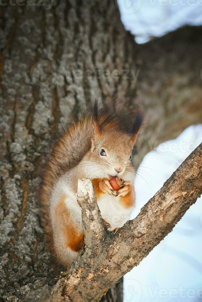 carino giovane scoiattolo su albero con tenuto su zampa contro sfocato inverno foresta nel sfondo foto