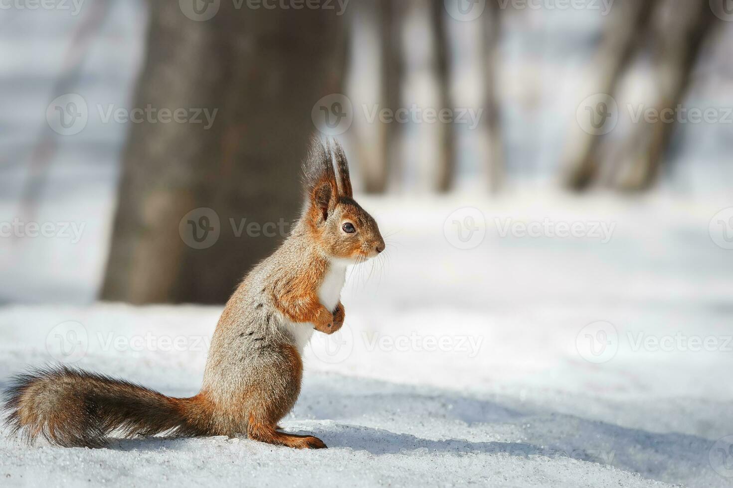 carino giovane scoiattolo su albero con tenuto su zampa contro sfocato inverno foresta nel sfondo foto