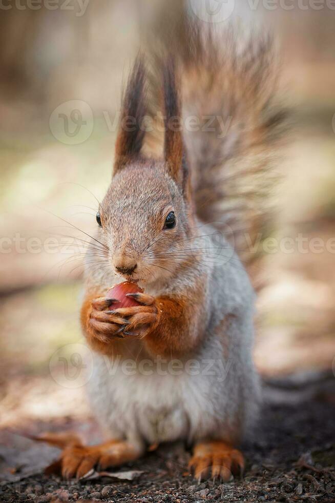 rosso scoiattolo arrampicata su nel un' albero foto
