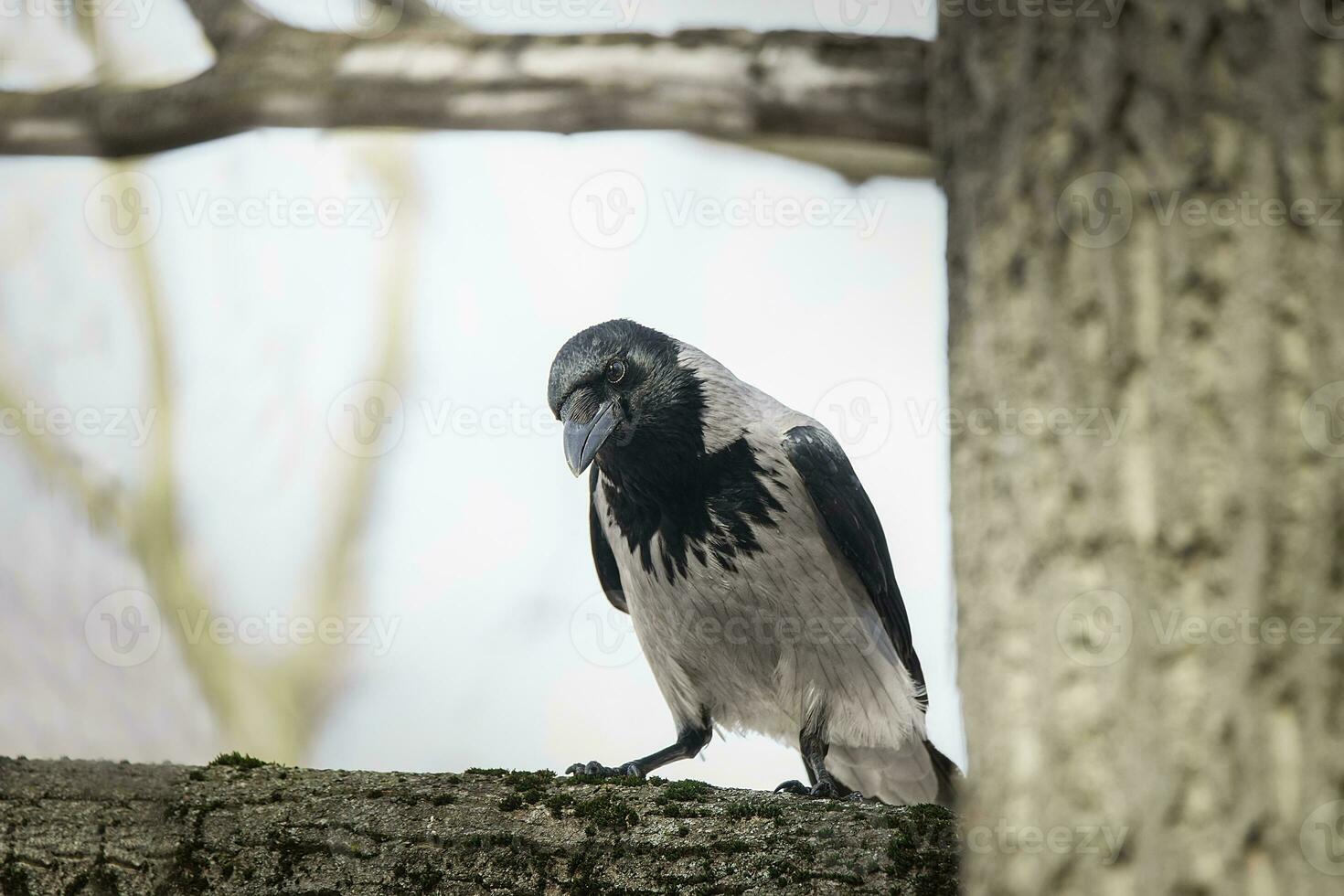 bellissimo avvicinamento tiro di il incappucciato corvo corvo cornix seduta su un' albero ramo tra verde le foglie con blu cielo nel il bacground. natura scenario foto
