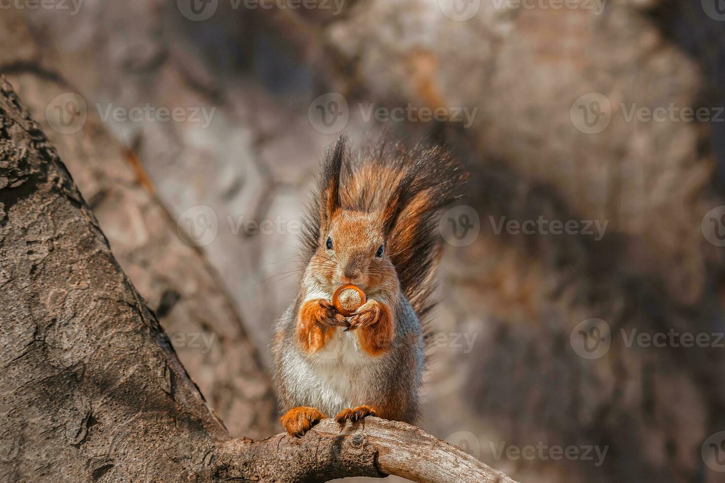 rosso scoiattolo arrampicata su nel un' albero foto