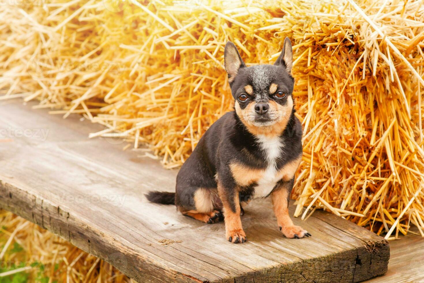 un' chihuahua cane è seduta su un' sfondo di cannuccia. carino tricolore piccolo razza cane. foto