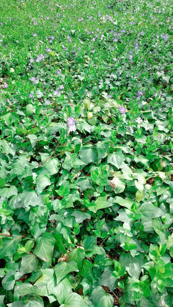 acqua giacinto nel il giardino con verde erba sfondo foto