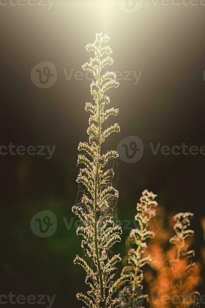 selvaggio prato pianta illuminato di il caldo raggi di il estate sera sole foto