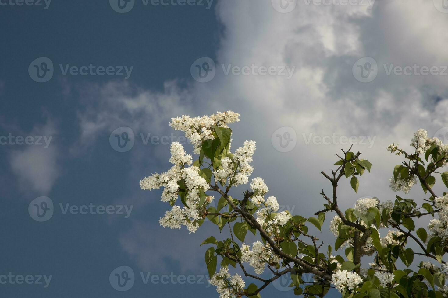 fioritura bianca primavera lilla con verde le foglie su un' sfondo di blu cielo foto