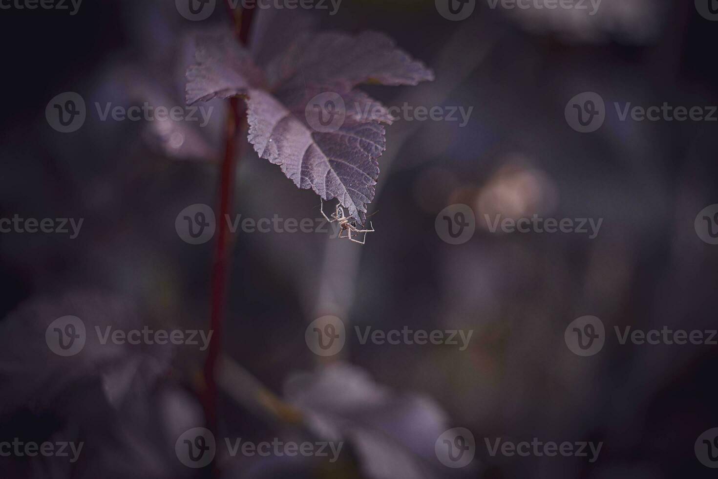 piccolo bianca ragno su un' viola foglia di un' cespuglio nel il caldo estate sole foto