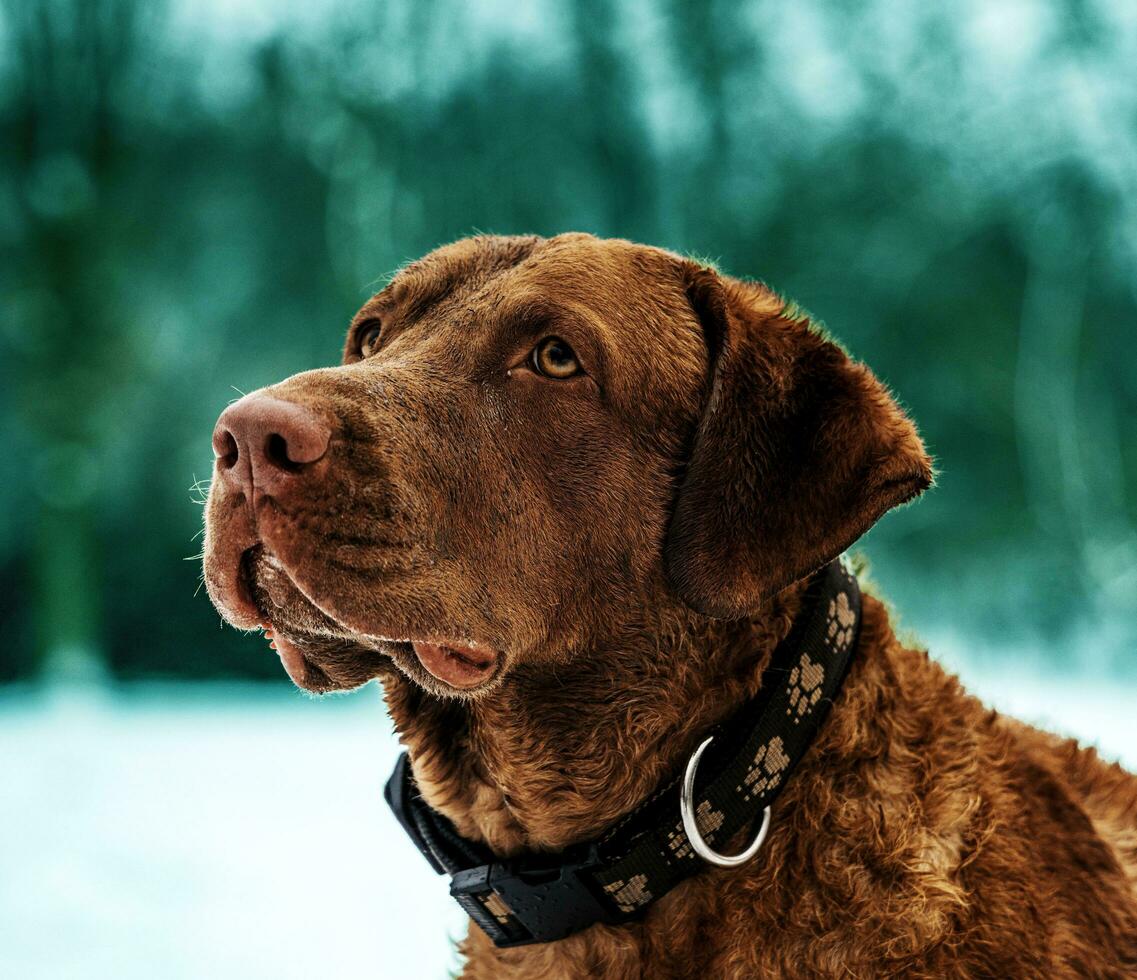 il cane vite nel il foresta di neve. il cane sembra molto bellissimo foto