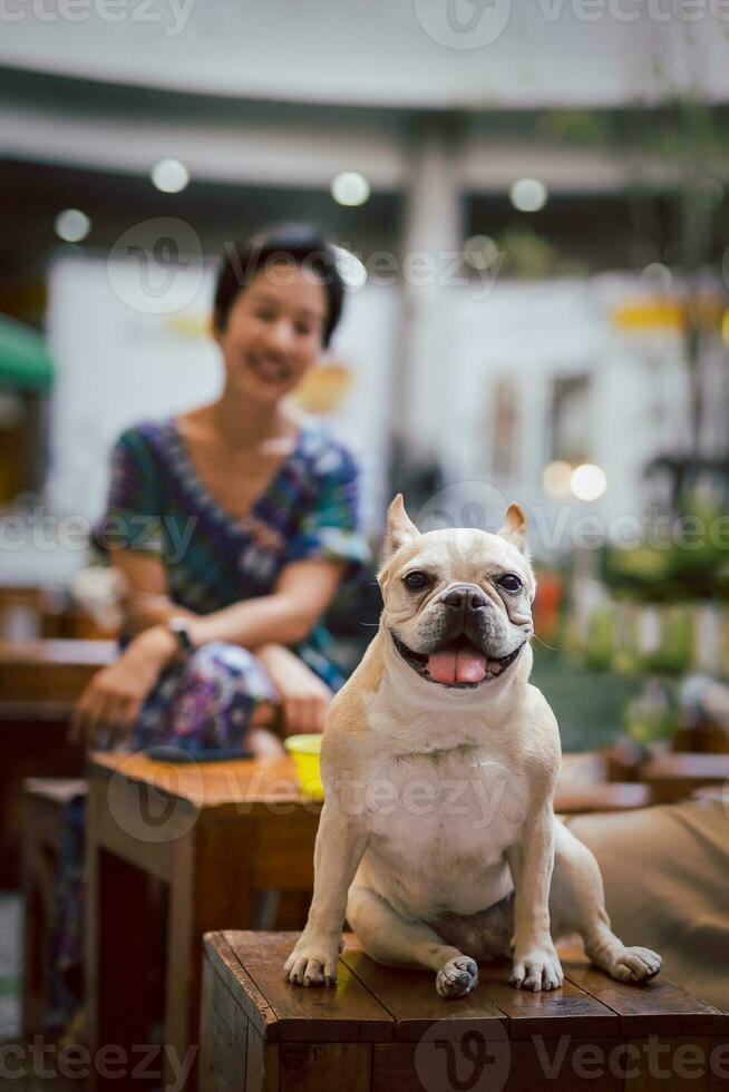 contento francese bulldog sedersi su di legno sedia con donna proprietario nel sfondo. foto