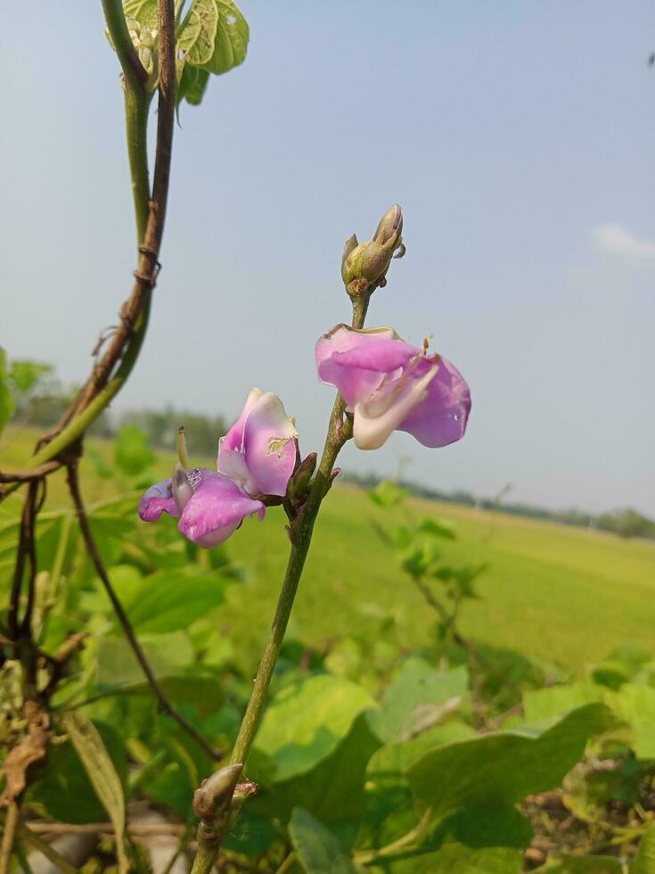 giacinto fagiolo, bellezza fiore, bellezza natura foto