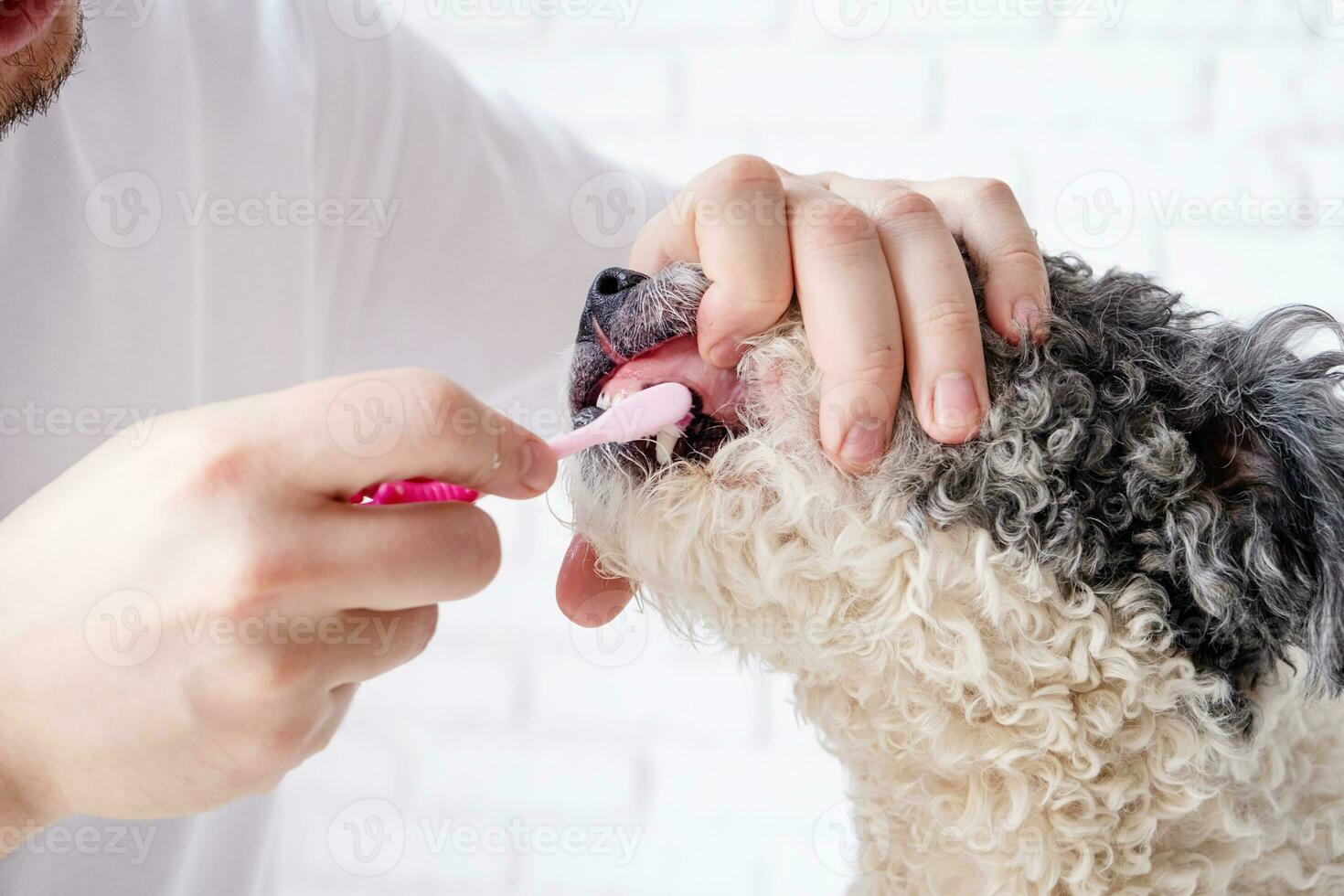 proprietario spazzolatura denti di carino cane a casa foto