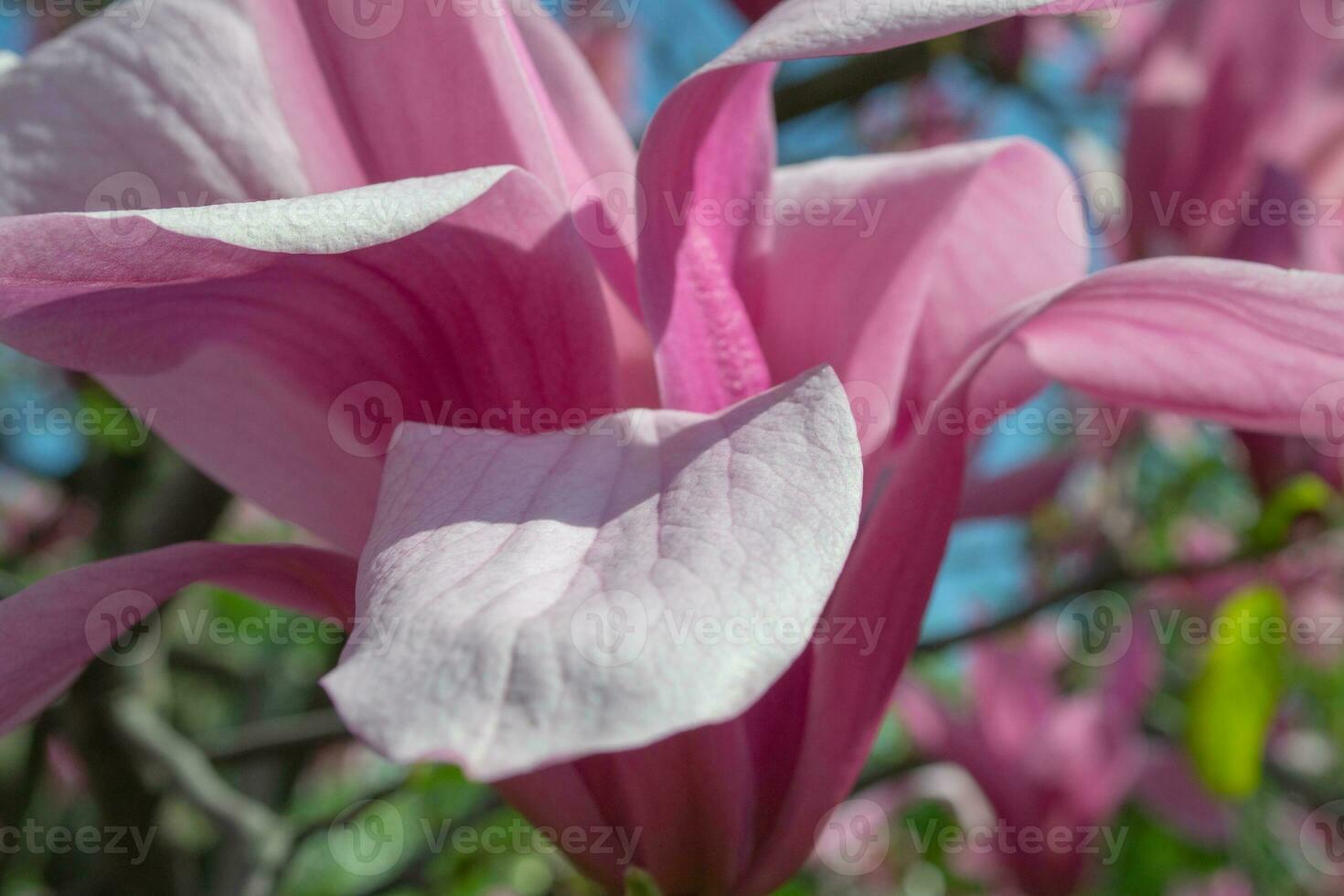 dolce rosa magnolia soulangeana fiore su un' ramoscello fioritura contro chiaro blu cielo a molla, vicino su foto
