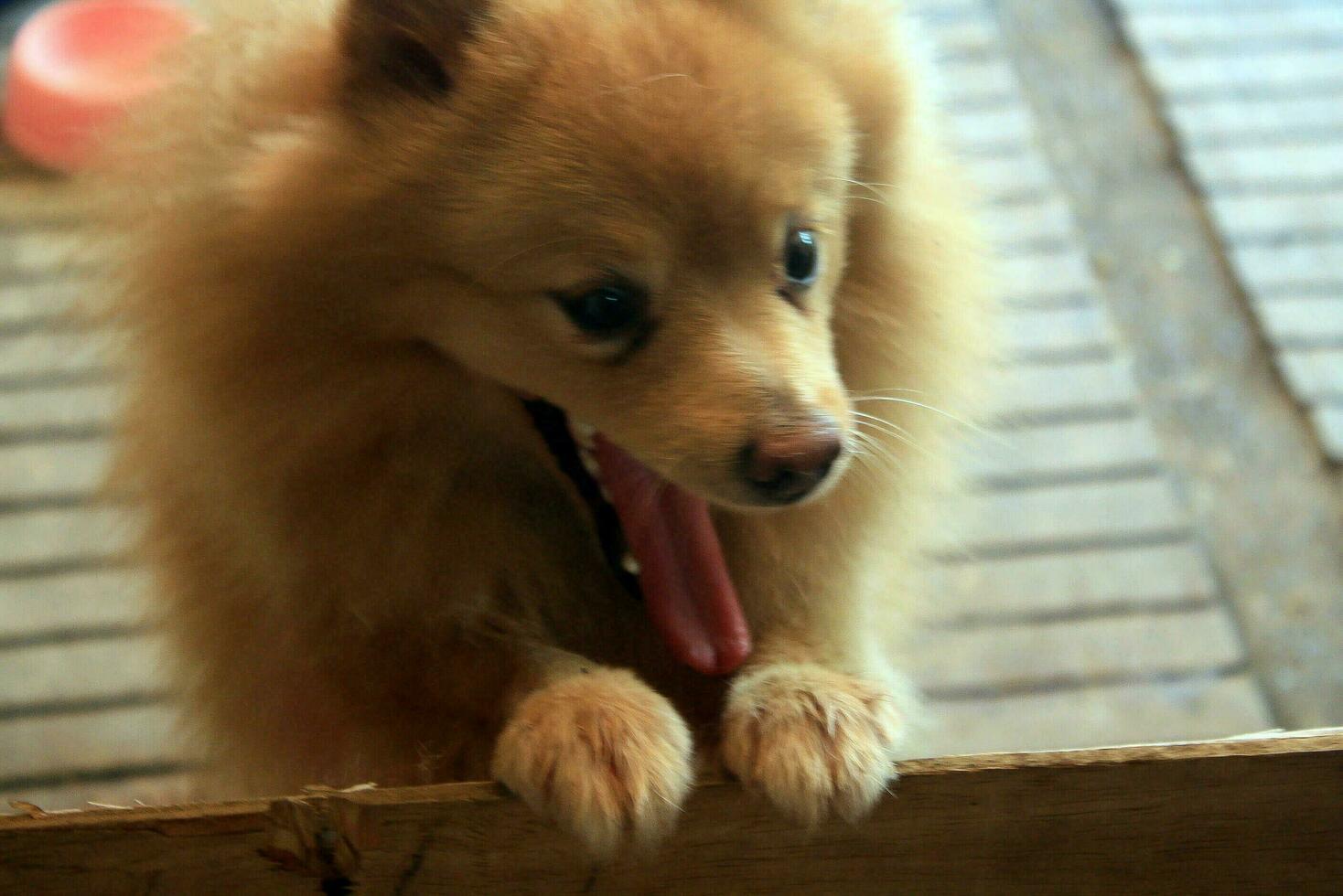 pomerian cane espressione con sfocato, compressione artefatti, contenere contiene rumore e posterizzazione foto