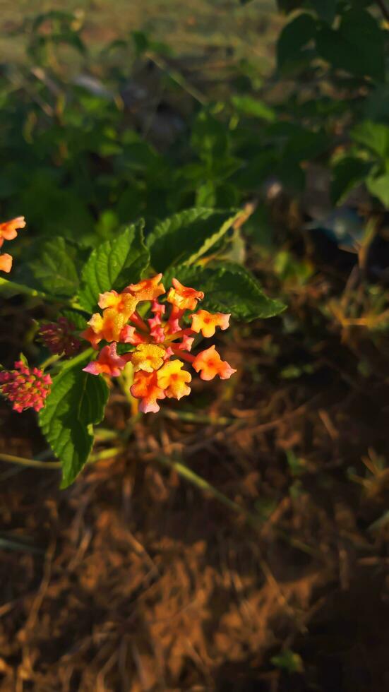 lantana è un' pianta nativo per Indonesia. queste impianti siamo ampiamente piantato di il Comunità come fiore impianti, tutti e due fiori nel il cortile e nel parchi, molti di quale crescere selvaggio. foto