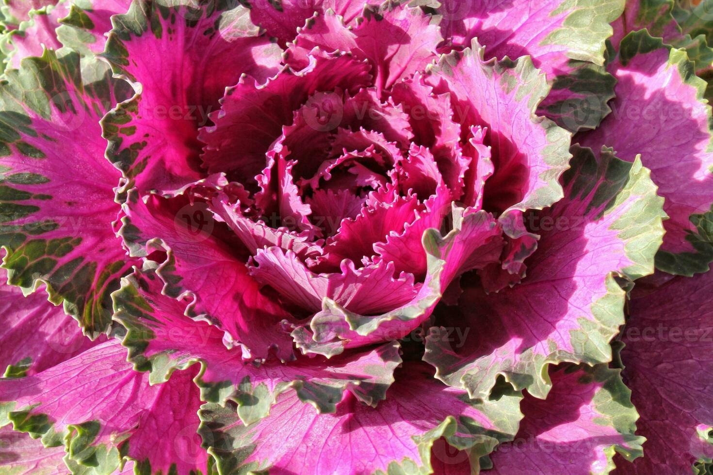 avvicinamento di fresco pianta le foglie decorativo viola cavolo brassica oleracea. biologico verdura salutare mangiare concetto. autunno raccolta. vegano cibo. agricoltura giardinaggio, in crescita e bio agricoltura foto