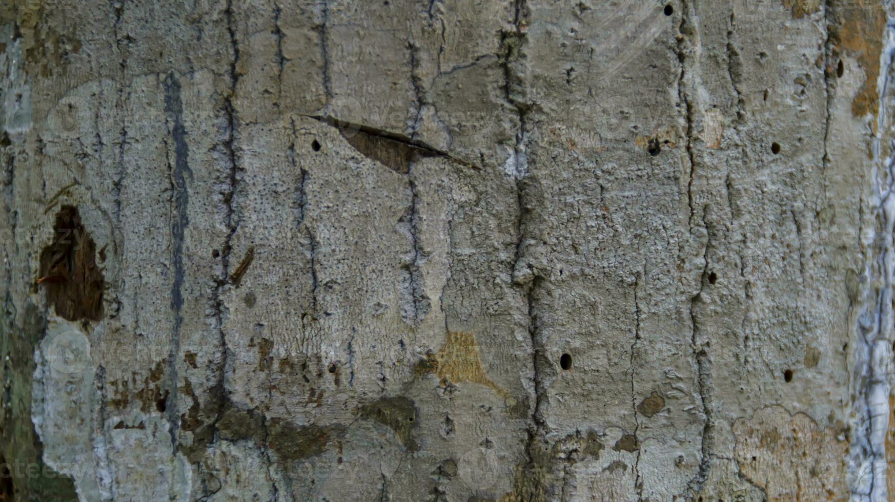 esterno pelle di il albero legna struttura modello e sfondo. foto