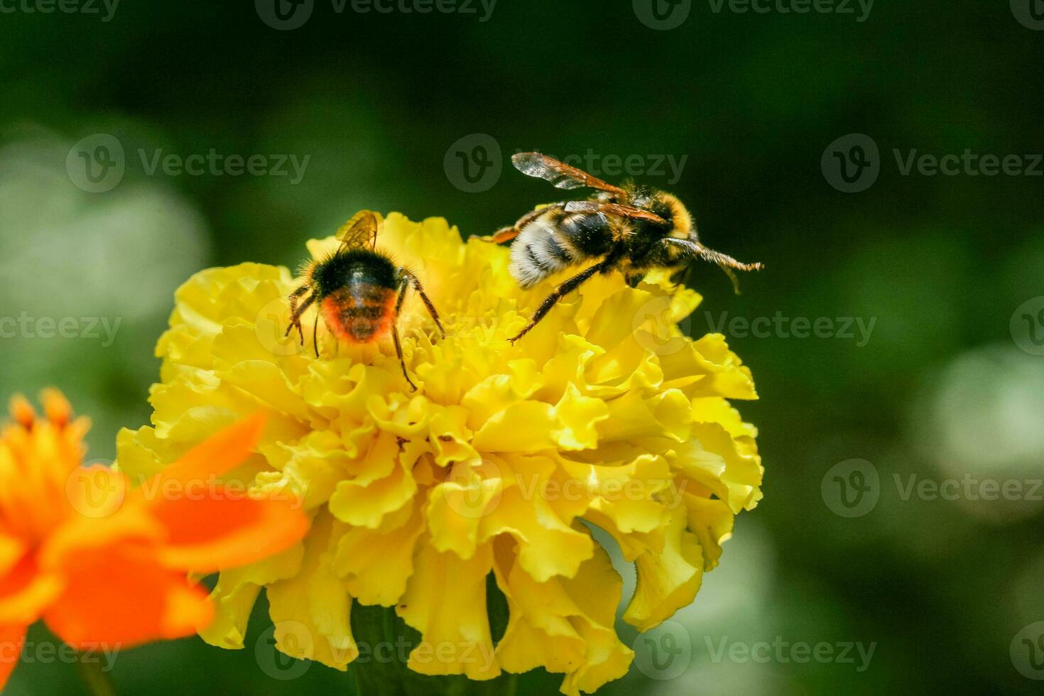 arancia, giallo campo fiore con un' ape foto