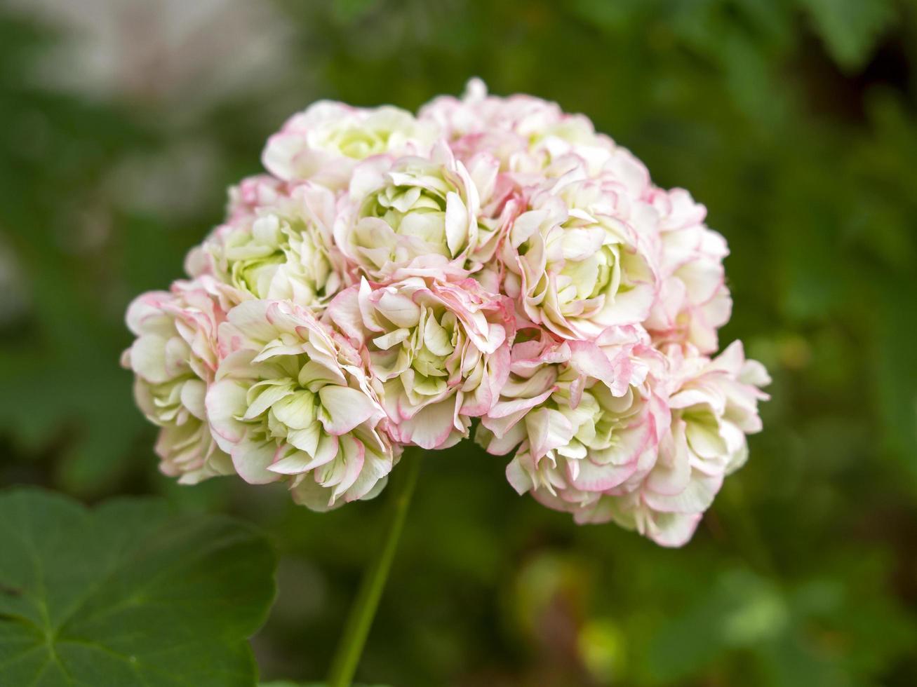 bella rosa pelargonium geranio fiore di melo bocciolo di rosa fiore foto