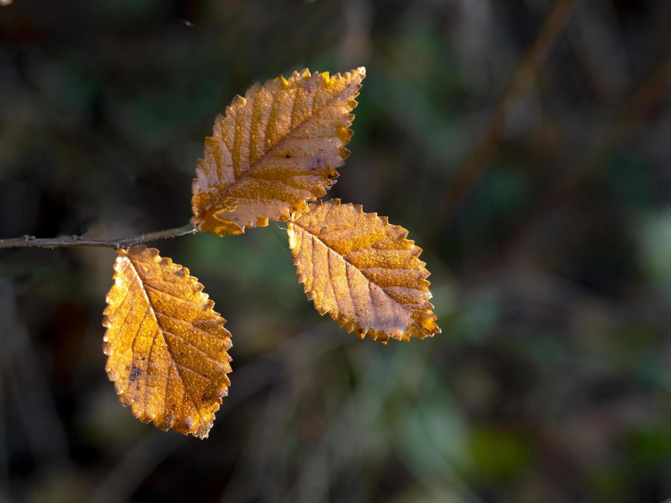 foglie di faggio dorate che catturano la bassa luce solare invernale foto