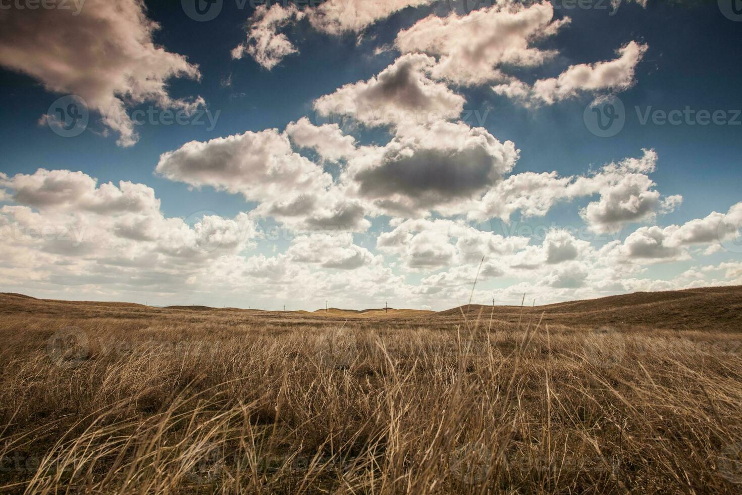 panoramico Grano campo foto