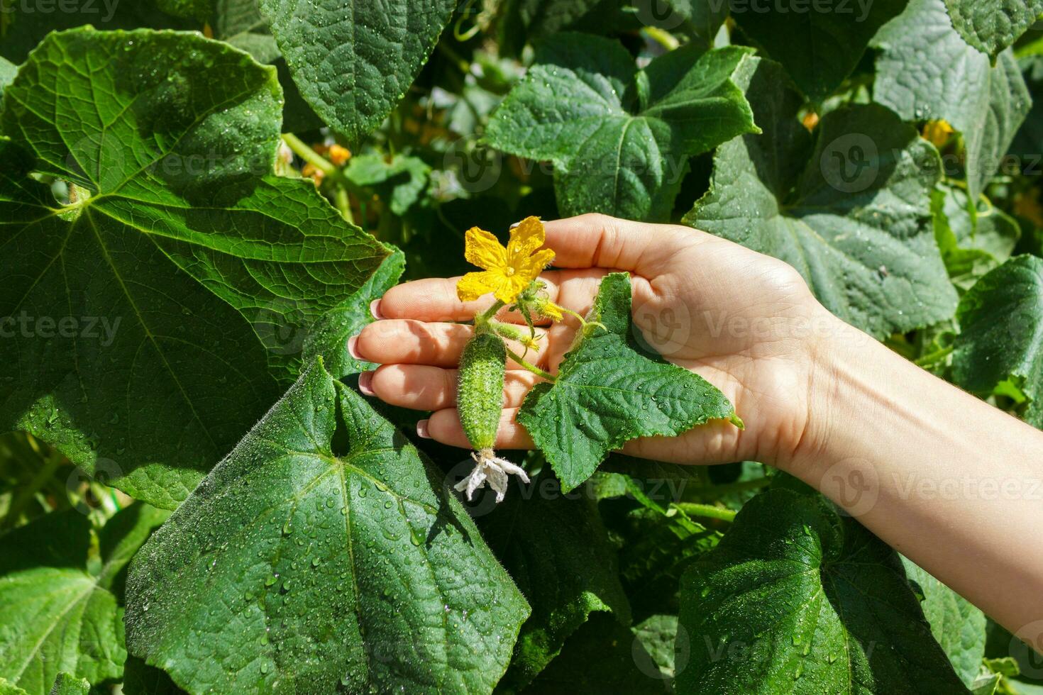 vicino su di fresco anziano donna contadino mani dai un'occhiata cetrioli. salutare mangiare e agricoltura concetto foto