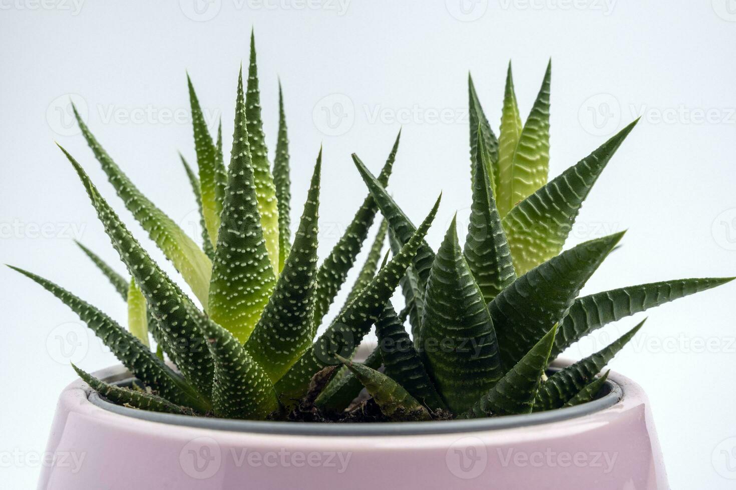 haworthia fiore nel un' rosa pentola su un' bianca sfondo, stile di vita, moderno interno foto