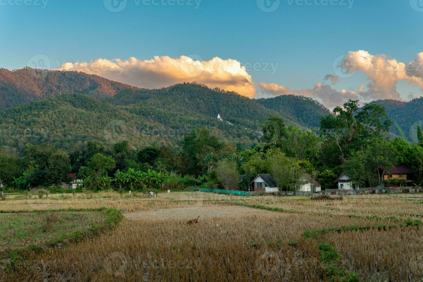 un' campo nel pai, Tailandia con montagne e nuvole nel il distanza foto