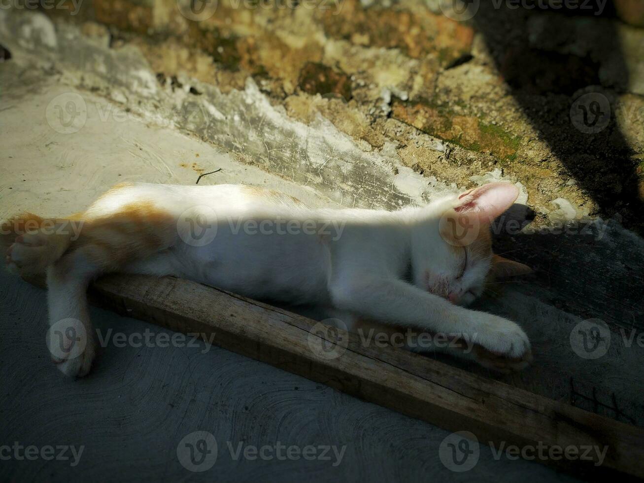 ritratto di povero gatto addormentato all'aperto, naturale abitudine di addormentato nel il mattina sole. foto