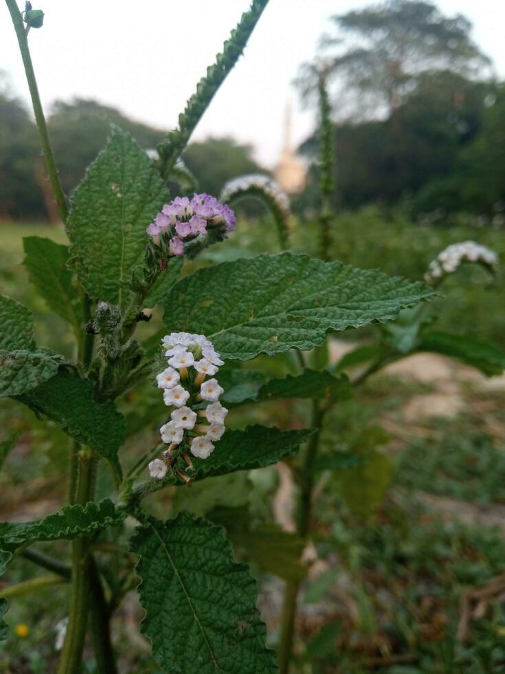 fiore, boschetto, verde foglia, giardino, natura Visualizza, un' pianta con bianca fiori e verde le foglie foto