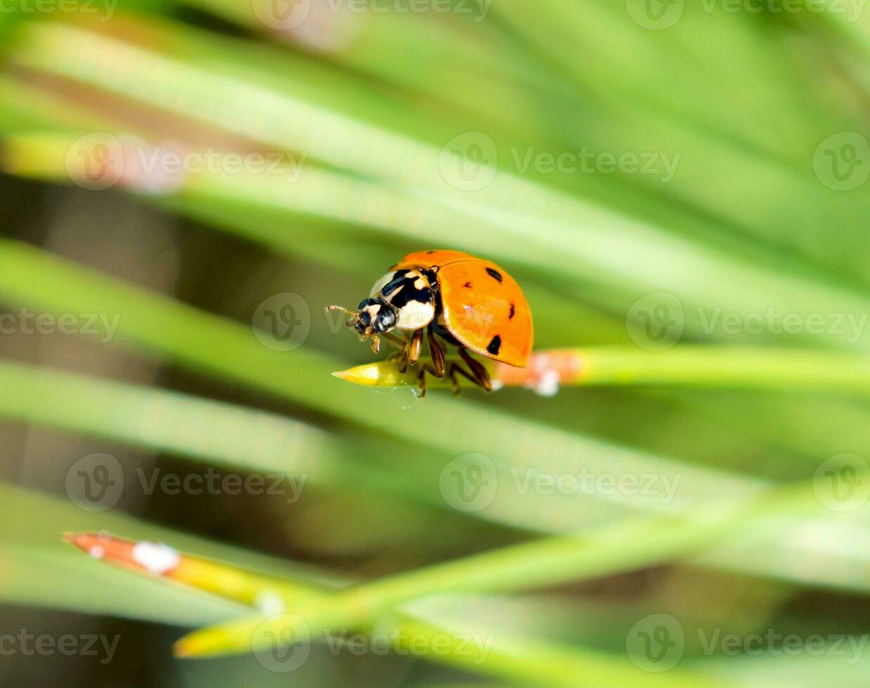 coccinella da vicino foto