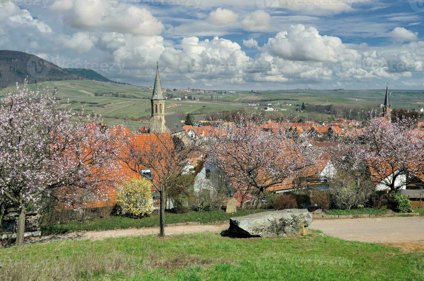 primavera con mandorla fiorire nel palatinato vino regione, germania foto