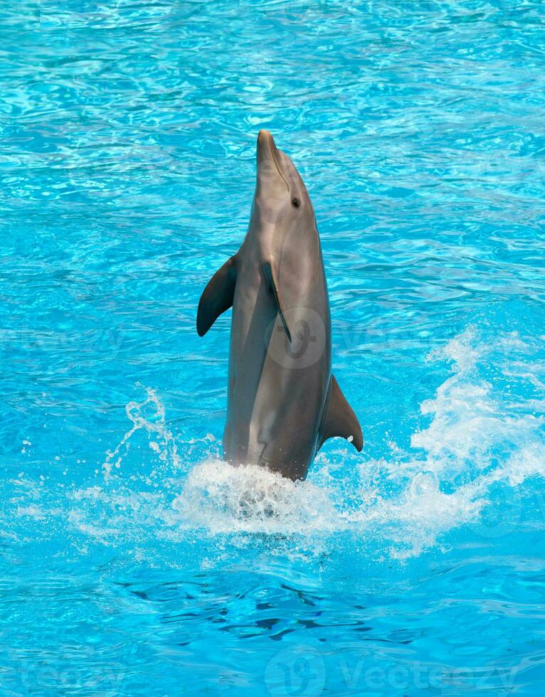 delfino esegue nel un' nuoto piscina. foto
