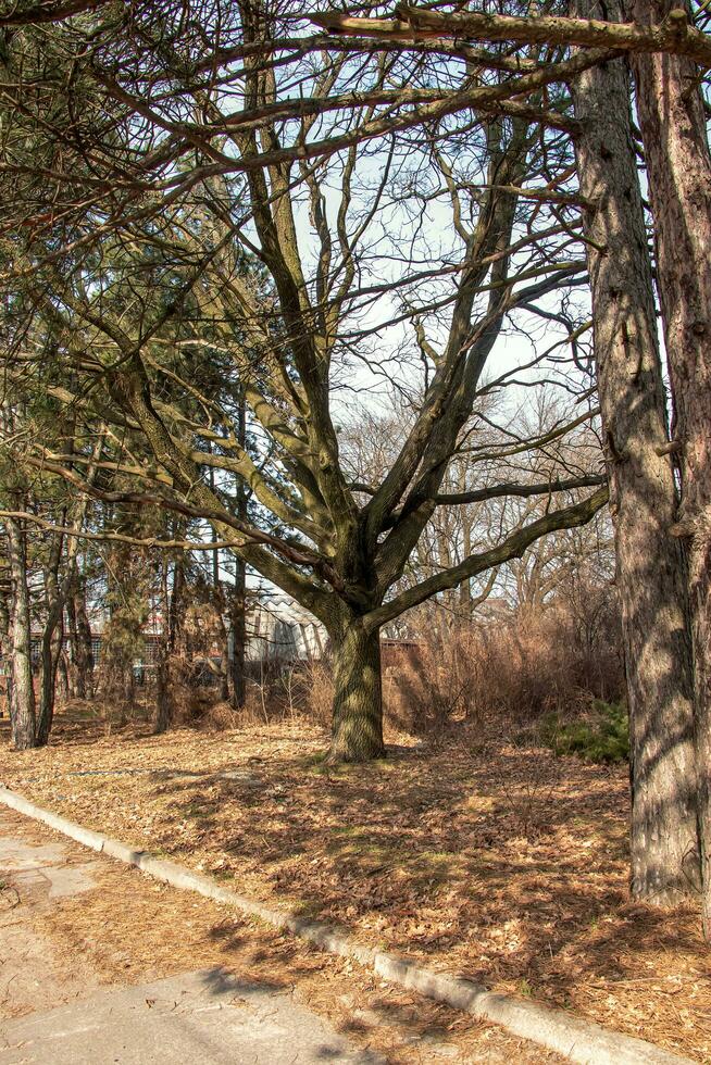 vecchio quercia contro il sfondo di il primavera cielo nel il botanico giardino nel il dnepr, Ucraina. foto