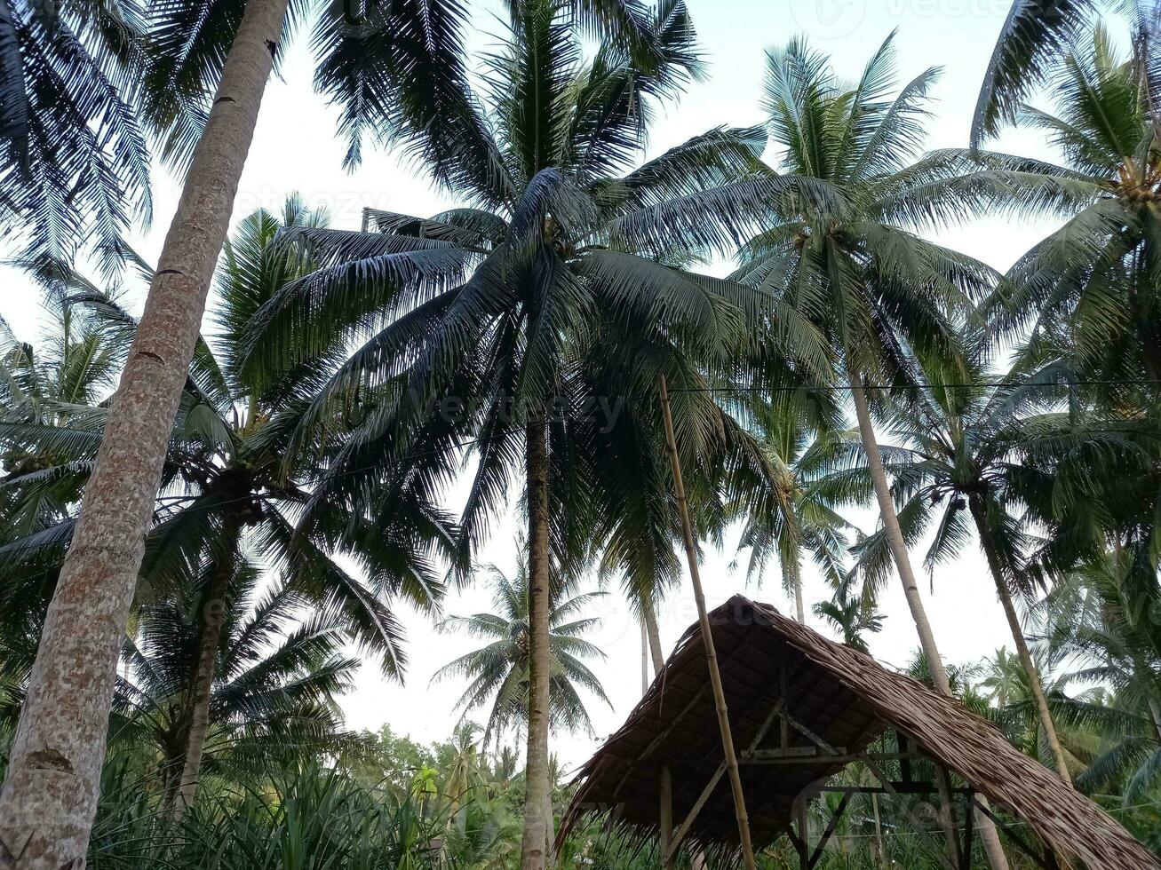 un' Villetta con un' paglia tetto si siede tra palma alberi e tropicale vegetazione su un quartiere nel batubara, Indonesia foto