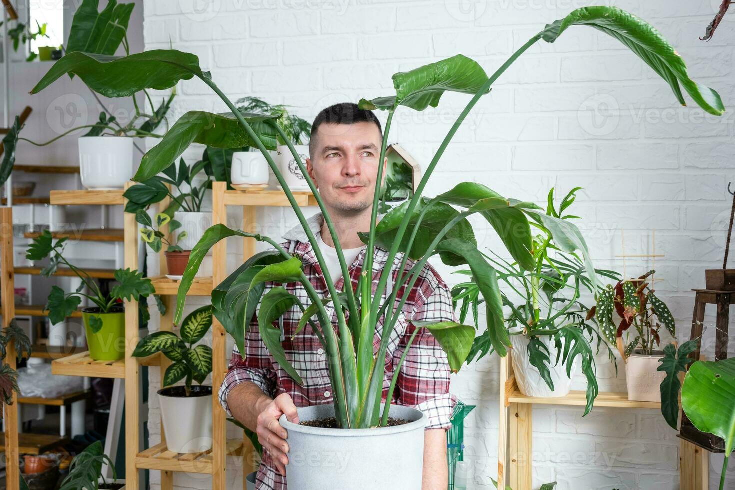 uomo pianta allevatore hold nel mano casa impianti strelitzia nel pentola a partire dal sua collezione a casa su il scaffali. ricerca per parassiti, cura, irrigazione, fertilizzanti. casa Ritaglia produzione foto