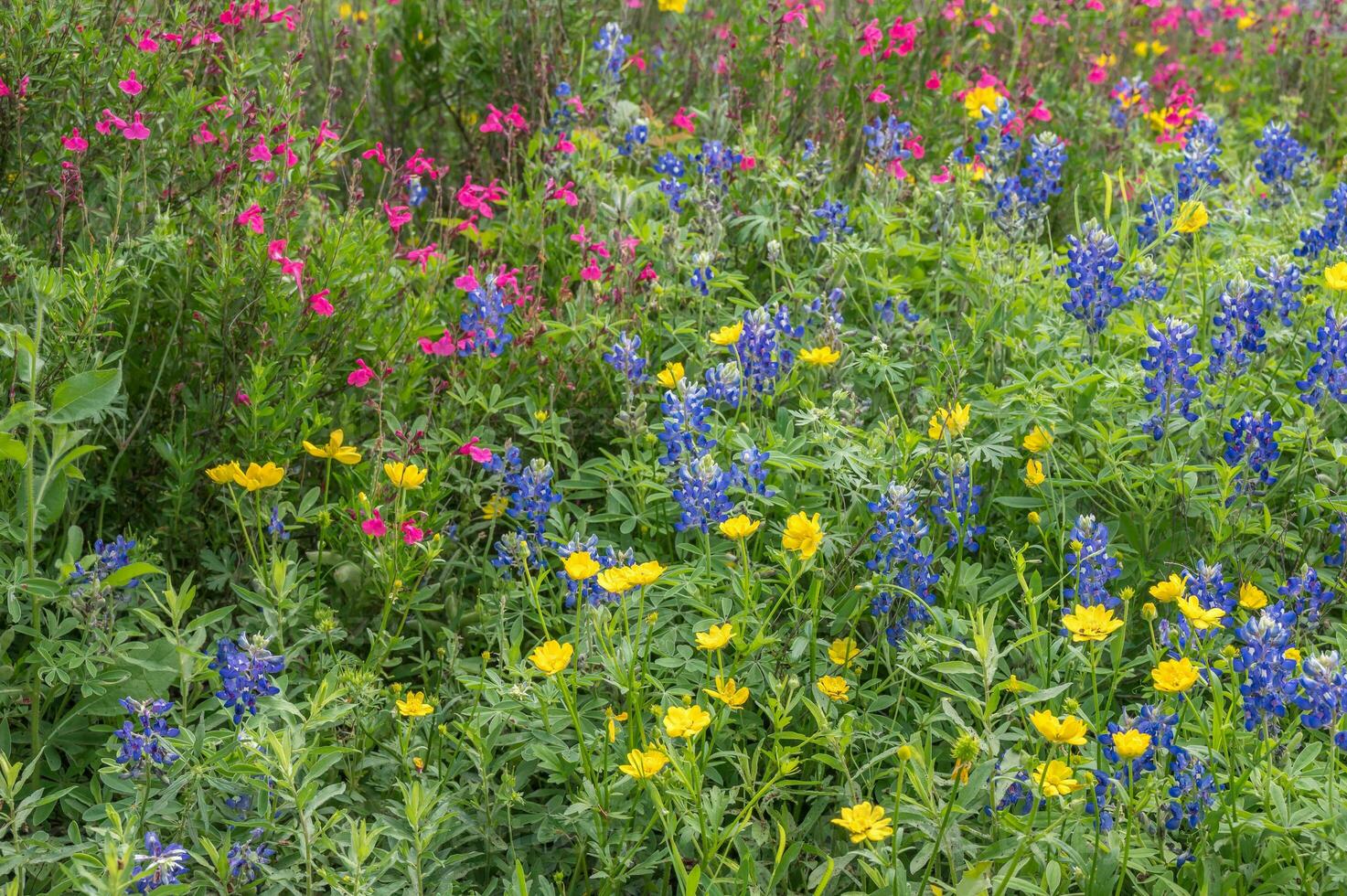 salvia, cappelli blu, e ranuncoli siamo tutti nativo per il Texas collina nazione e mettere su un' luminosa Schermo ogni primavera. foto