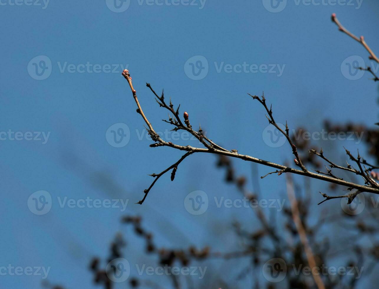 semi di esocorda korolkowii nel primavera contro un' blu cielo. esocorda alberti è un' arbusto rosa nativo per Asia. foto