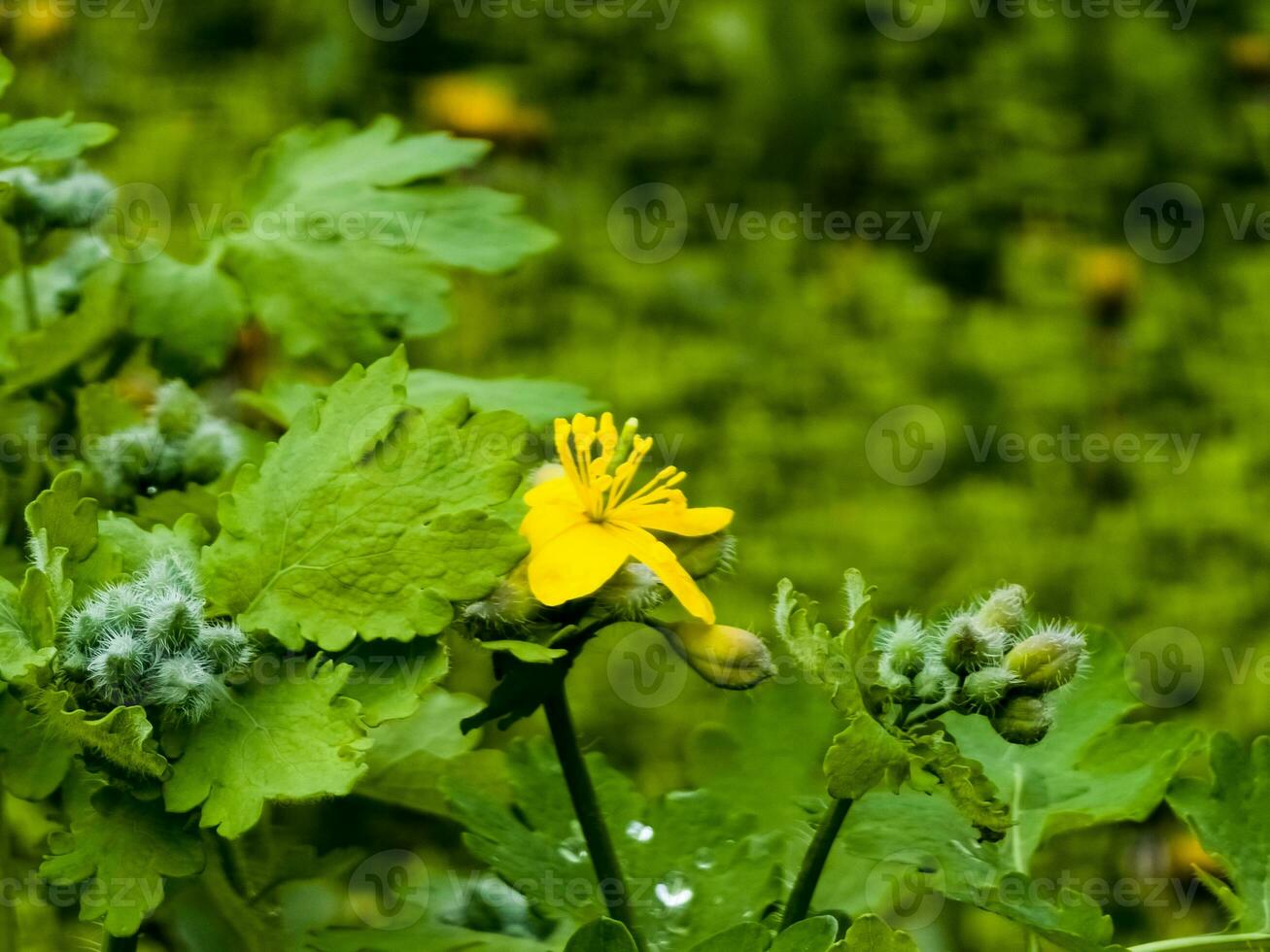 giovane verde mini cuffie e giallo fiori di celandine nel primavera. il latino nome di il pianta è chelidonio l. il concetto di tradizionale medicinale. foto