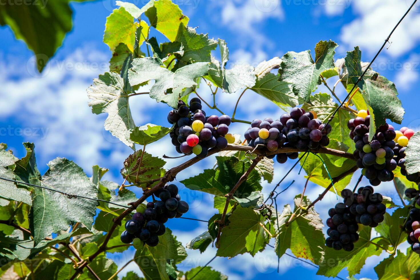 grappoli di vitis labrusca uva nel il processi di maturazione nel un' uva coltivazione a la unione nel il Valle del cauca regione di Colombia foto