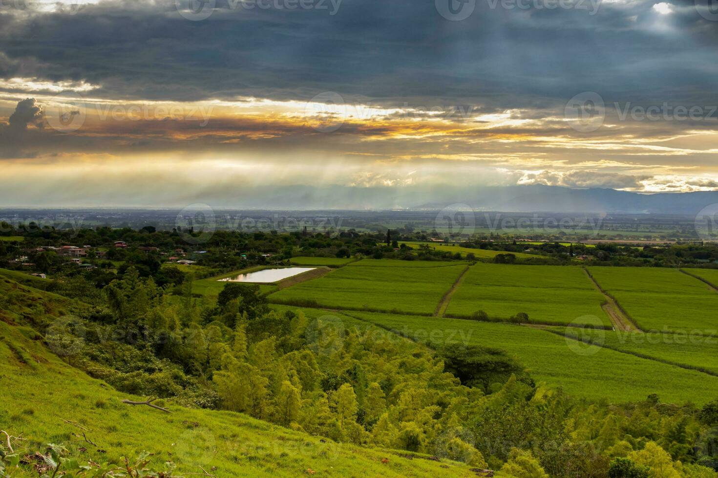 zucchero canna campo e il maestoso montagne a il Valle del cauca regione nel Colombia foto