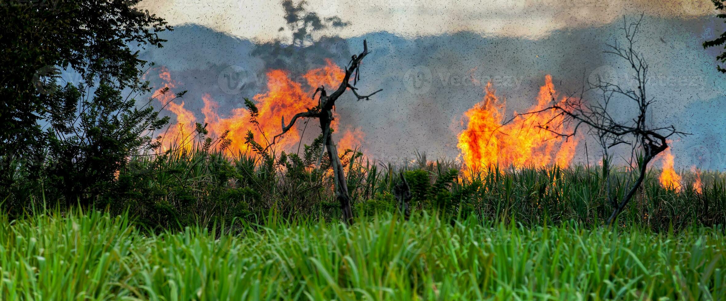 zucchero canna fuoco ardente nel campo a Valle del cauca nel Colombia foto