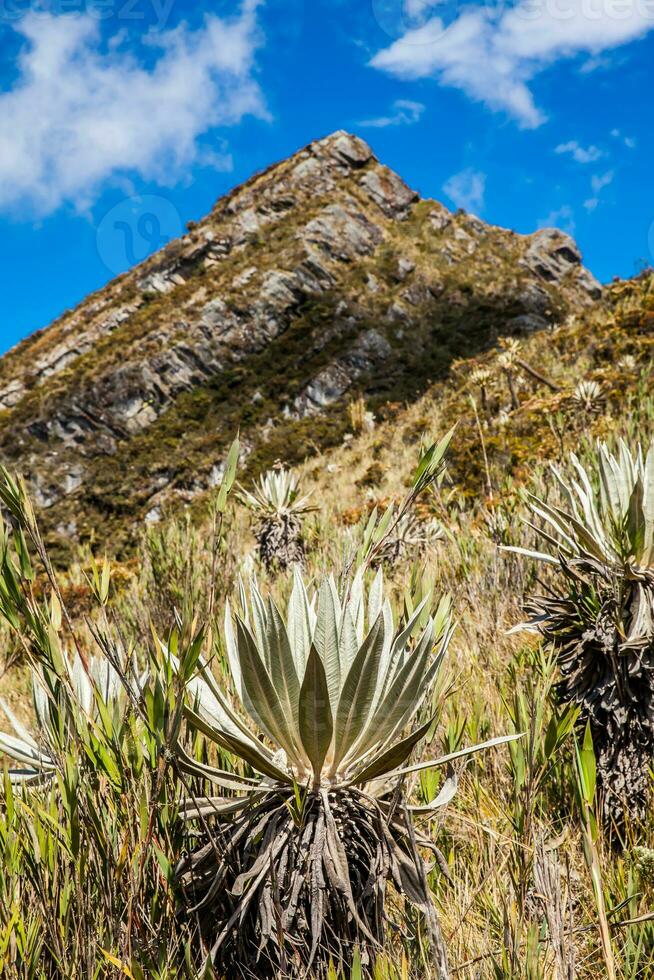 bellissimo paesaggio di colombiano andino montagne mostrando paramo genere vegetazione nel il Dipartimento di cundinamarca foto