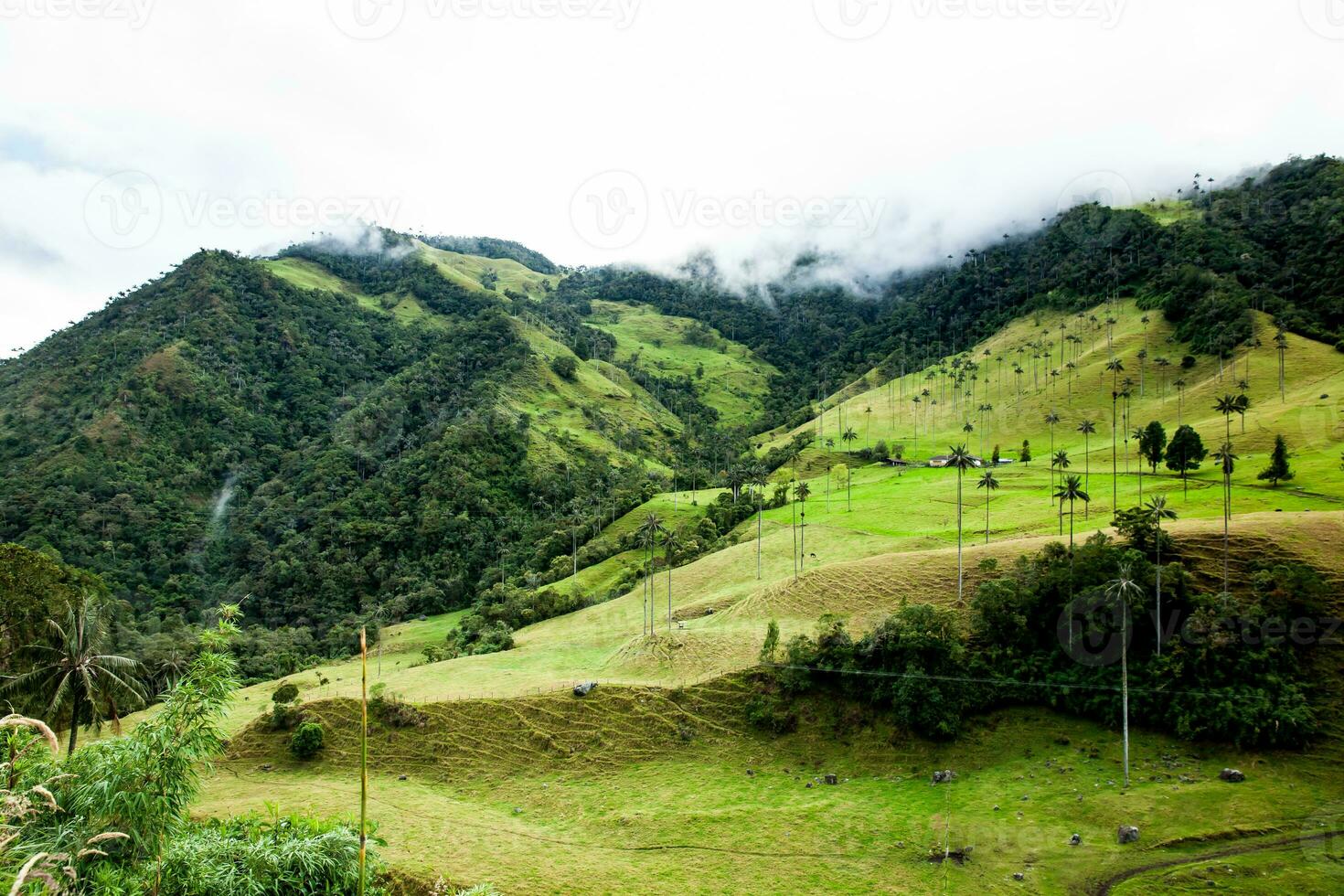 Visualizza di il bellissimo nube foresta e il quindio cera palme a il cocco valle collocato nel salento nel il quindio regione nel Colombia. foto