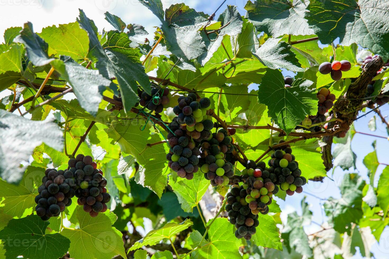 grappoli di vitis labrusca uva nel il processi di maturazione nel un' uva coltivazione a la unione nel il Valle del cauca regione di Colombia foto