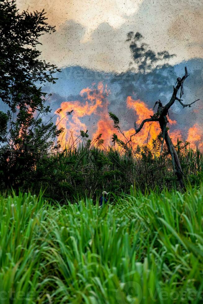 zucchero canna fuoco ardente nel campo a Valle del cauca nel Colombia foto