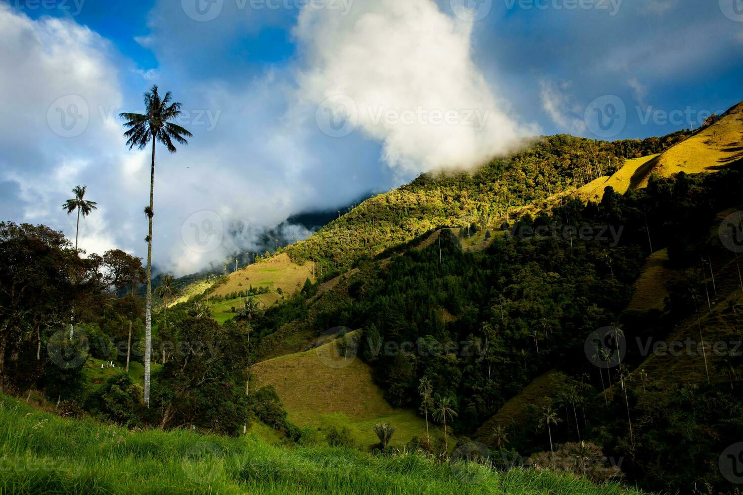 Visualizza di il bellissimo nube foresta e il quindio cera palme a il cocco valle collocato nel salento nel il quindio regione nel Colombia. foto