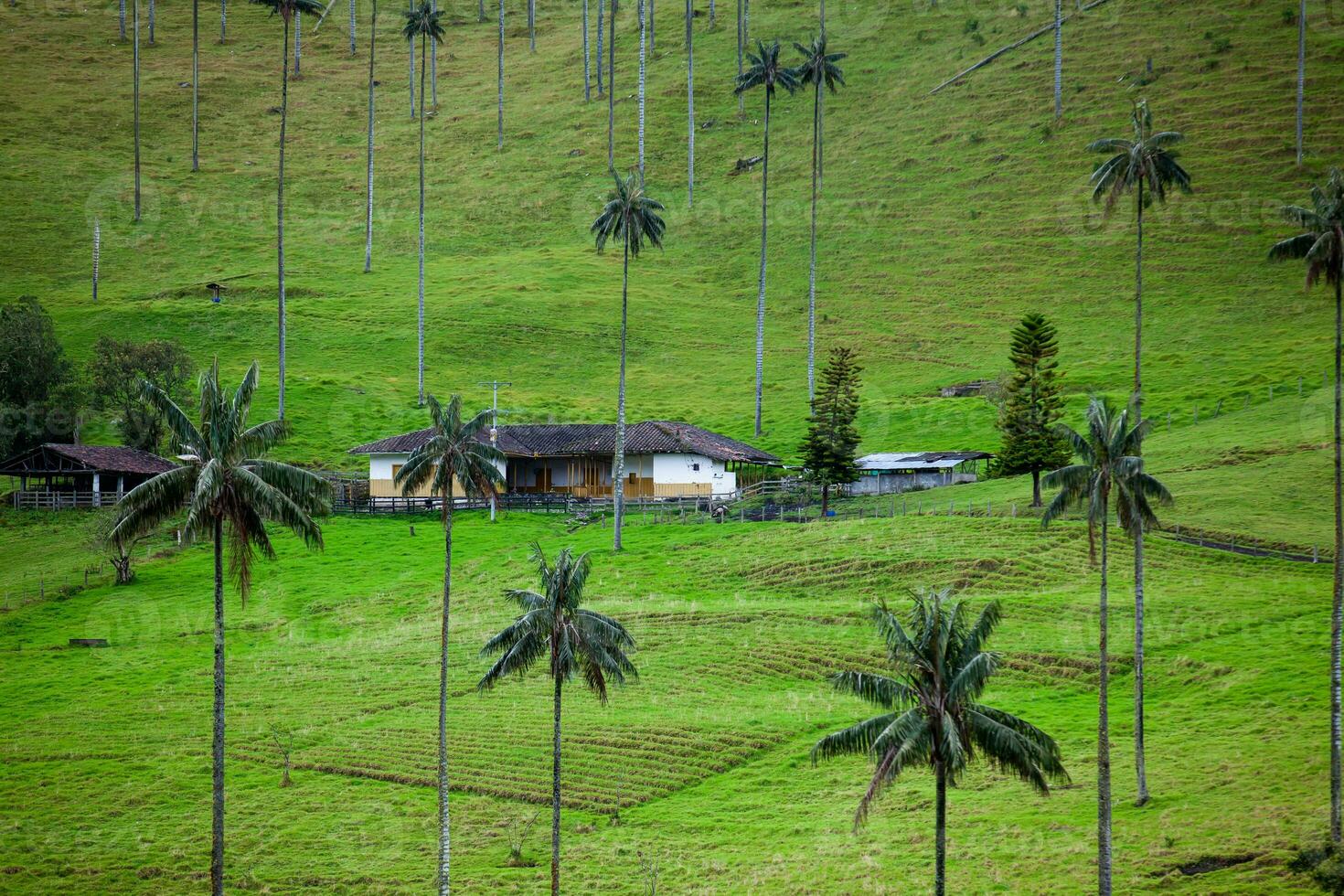 quindio cera palme a il cocco valle collocato nel salento nel il quindio regione nel Colombia. foto