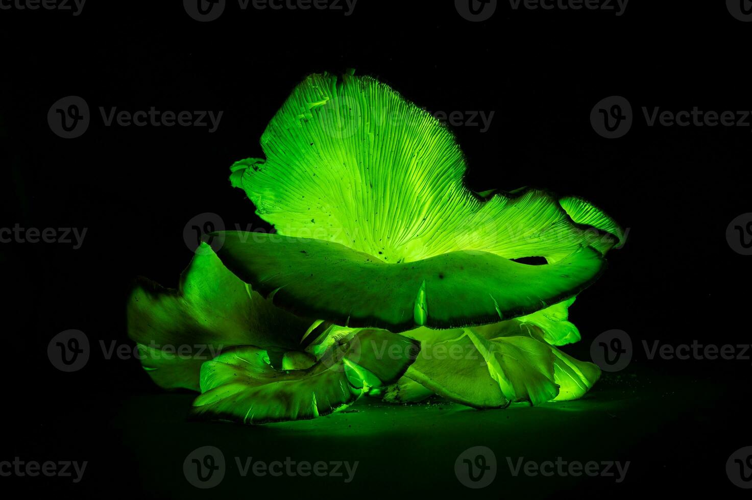 bioluminescenza fantasma fungo, fantasma fungo a notte - omphalotus nidiforme - bioluminescente, velenoso fungo trovato nel no, Australia foto